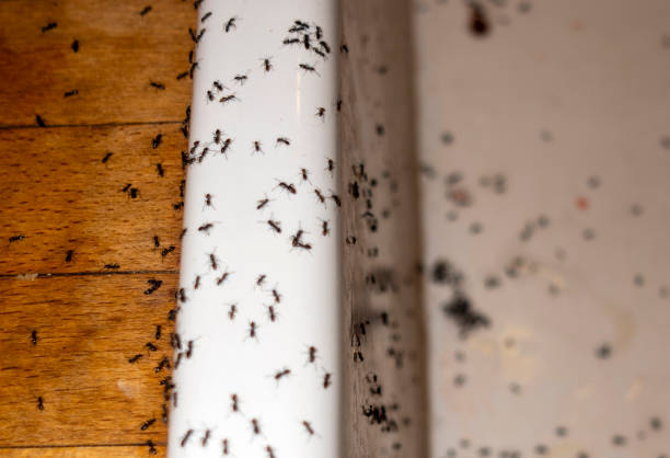 Best Residential Pest Control  in Level Green, PA